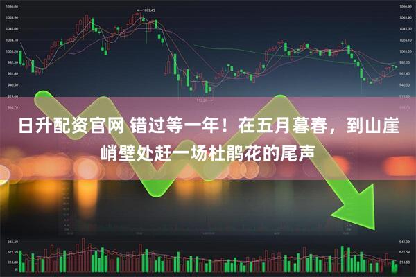 日升配资官网 错过等一年！在五月暮春，到山崖峭壁处赶一场杜鹃花的尾声